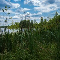 Травянистый берег :: Александр Синдерёв