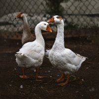 два веселых гуся :: Елена два веселых гуся :: Елена