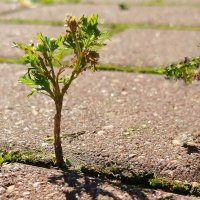 *** :: Любимова Ольга 