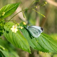 *** :: Виктор Иванович Чернюк