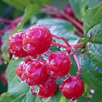 Калина :: Светлана Кузнецова