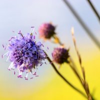 *** :: Игорь Чичиль