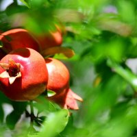 Урожай :: Светлана Тихонина Урожай :: Светлана Тихонина