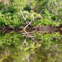 Таёжный хаос с отражением... :: Галина Ильясова Таёжный хаос с отражением... :: Галина Ильясова