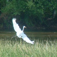 большая белая цапля :: gawrilа - dan