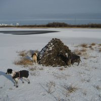 Хатка ондатры :: Anna Ivanova