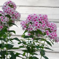 Флокс метельчатый :: Сергей Беляев Флокс метельчатый :: Сергей Беляев