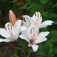 Лилии белые :: Сергей Беляев