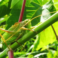 Кузнечик :: Андрей Снегерёв Кузнечик :: Андрей Снегерёв
