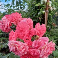 Роза :: Сапсан 