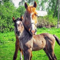 Семья.. :: Василий 