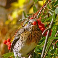 рябинник :: gawrilа - dan рябинник :: gawrilа - dan