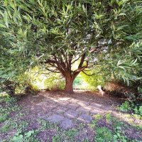 Дерево :: Наталья 