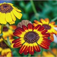 Городские цветы :: Aquarius - Сергей