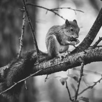 Белка :: Александр Морозов