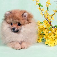 Померанец - Максик :: Светлана Ищенко Померанец - Максик :: Светлана Ищенко