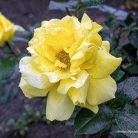 Роза жёлтая :: Светлана Ищенко