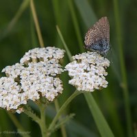 Голубянка :: Светлана Ищенко