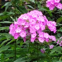 Флоксы в моем дворике. :: Светлана Калмыкова Калмыкова