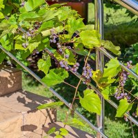 Виноград созревает в городе :: Валерий Иванович