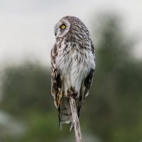 сова болотная :: юрий макаров сова болотная :: юрий макаров