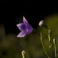 Цветочное :: Олег Денисов