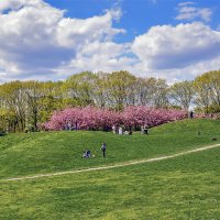 Радость бытия :: Alexandеr P