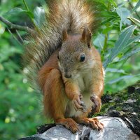 Белка :: Лина 