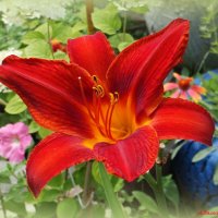 О звёздах ушедшего лета.... :: Андрей Заломленков