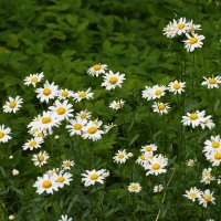 Лето в Ботаническом... Июнь. :: Наташа *****