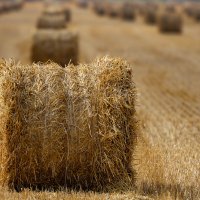 Поля.... :: Александр Посошенко