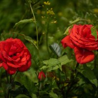 Розы :: Игорь Сикорский Розы :: Игорь Сикорский