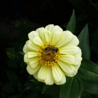 За  нектаром :: Валентин Семчишин