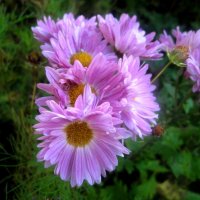 ***** :: Елена Семигина