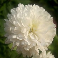 ***** :: Елена Семигина