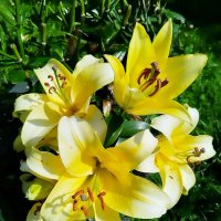 Принцессы солнечного лета. :: Ольга Довженко