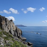 Природа Крыма :: Amazing Cosmea