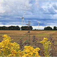 Картинка конца августа. :: Валерия Комова