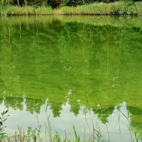 Цветение воды :: Любимова Ольга 