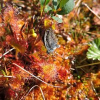 Жертва росянки. :: Мария Васильева