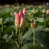 лотос :: Елена 