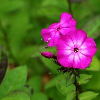 Остатки флокса :: Светлана 