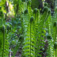 Папоротник. :: Алексей Трухин Папоротник. :: Алексей Трухин