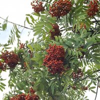 Рябина :: Freddy 97