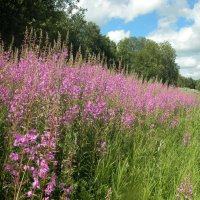 Иван-чай цветет! :: Наталья Лунева 