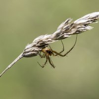 На травке :: Андрей Пристяжнюк