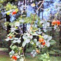 ягодки :: Наталья 