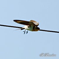 От винта :: Аркадий Басович