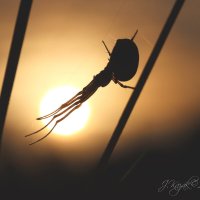 *** :: Елена Kазак (selena1965)