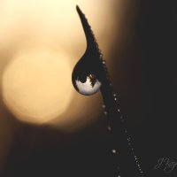 **** :: Елена Kазак (selena1965) **** :: Елена Kазак (selena1965)